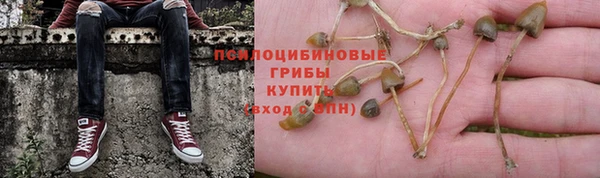 прущие грибы Новодвинск